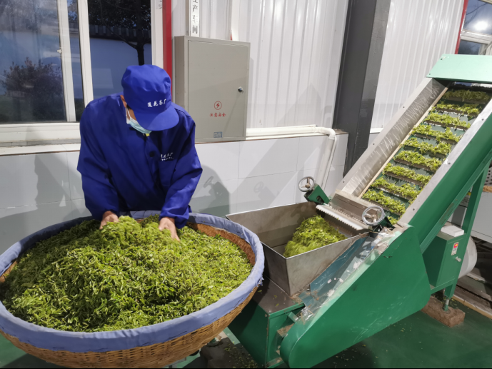 陜西廣電融媒體集團(tuán)農(nóng)林衛(wèi)視助力陜西茶區(qū)“以茶興業(yè)，以茶富民”